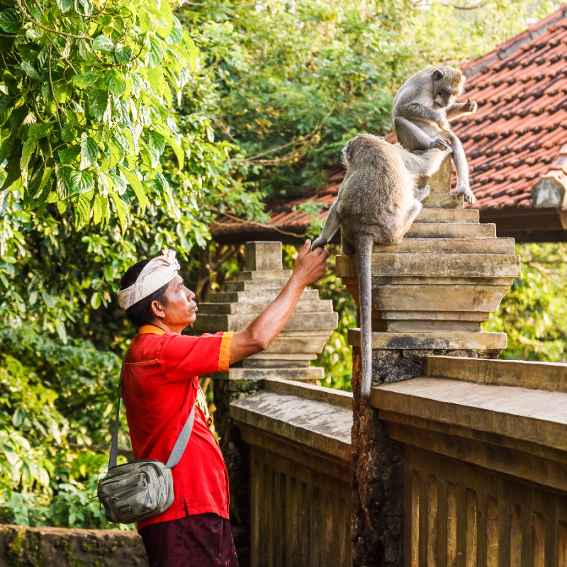 Tourism-officer-at-Uluwatu-Temple-interacts-with-monkeys