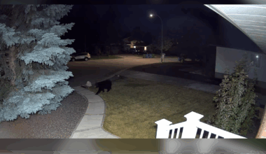 Oakridge black bear caught on camera strolling through neighbourhood Calgary early Wednesday - CTV News