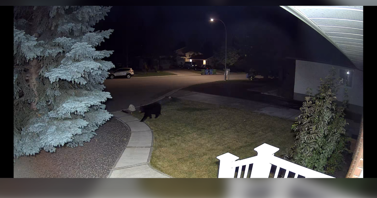Oakridge black bear caught on camera strolling through neighbourhood Calgary early Wednesday - CTV News