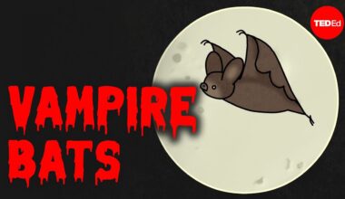 How Vampire Bats Keep From Starving