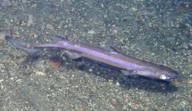 New species of deep-sea shark and crab discovered off Australia