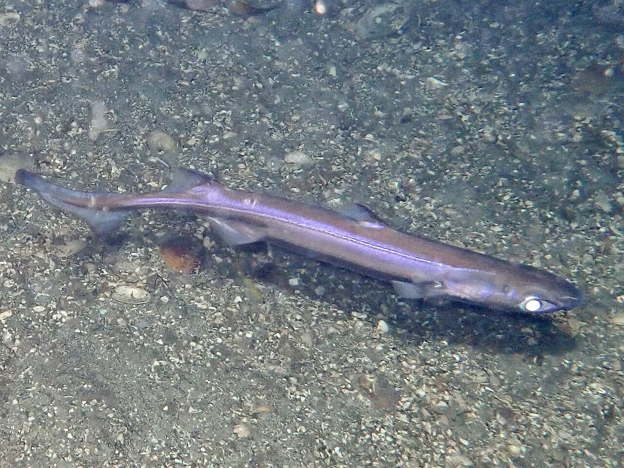 New species of deep-sea shark and crab discovered off Australia
