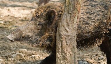 Wild pig report suggests trapping efforts contribute to more successful captures - PortageOnline.com