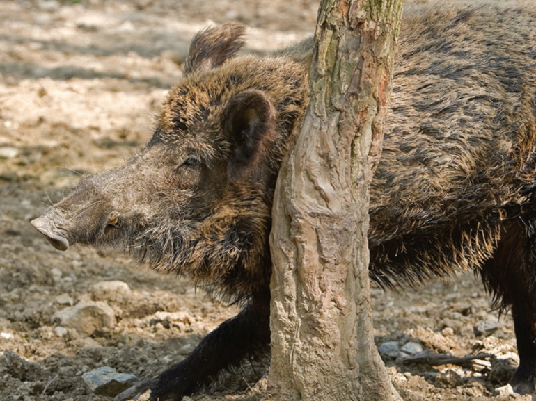 Wild pig report suggests trapping efforts contribute to more successful captures - PortageOnline.com