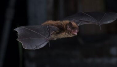 Public advisory issued after woman bitten by bat in Martensville, Sask. - CTV News