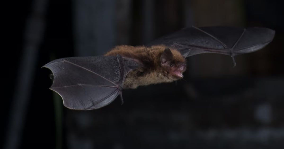 Public advisory issued after woman bitten by bat in Martensville, Sask. - CTV News