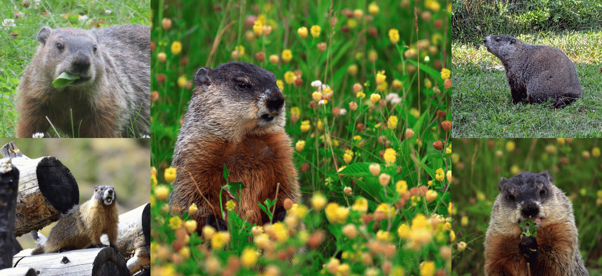 Woodchucks as a Model for Hepatitis B Infection