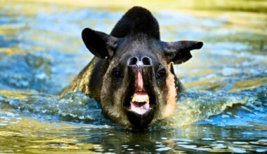 A South American Tapir