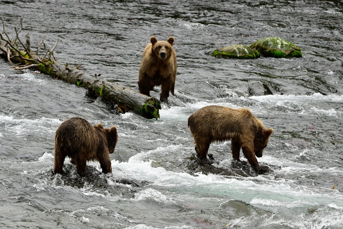 Three brown bears stand in a shallow river