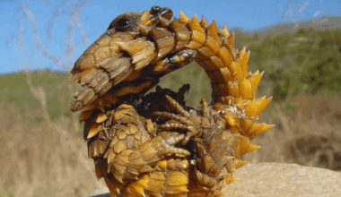 It bites its own tail to become a brutal spiked wheel: Is this nature’s bizarrest defence mechanism?