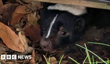 Braybrooke woman's relief after runaway skunk rescued