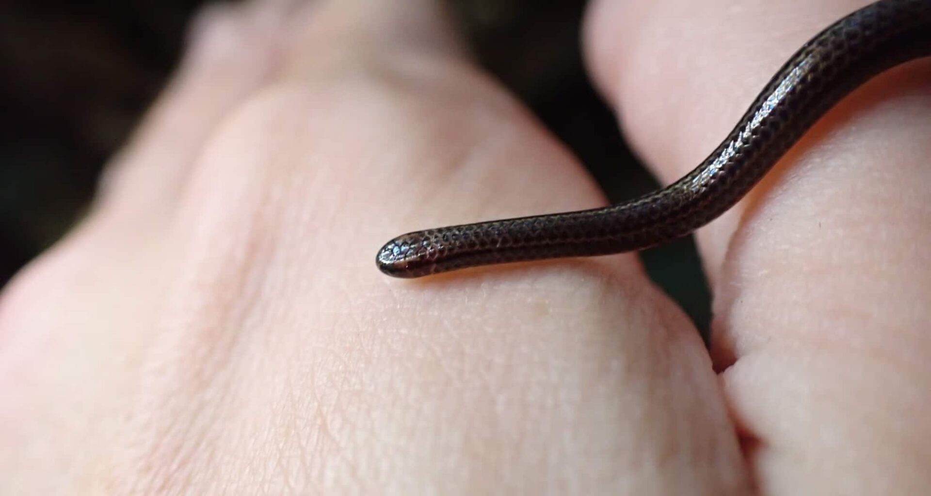Barbados Threadsnake