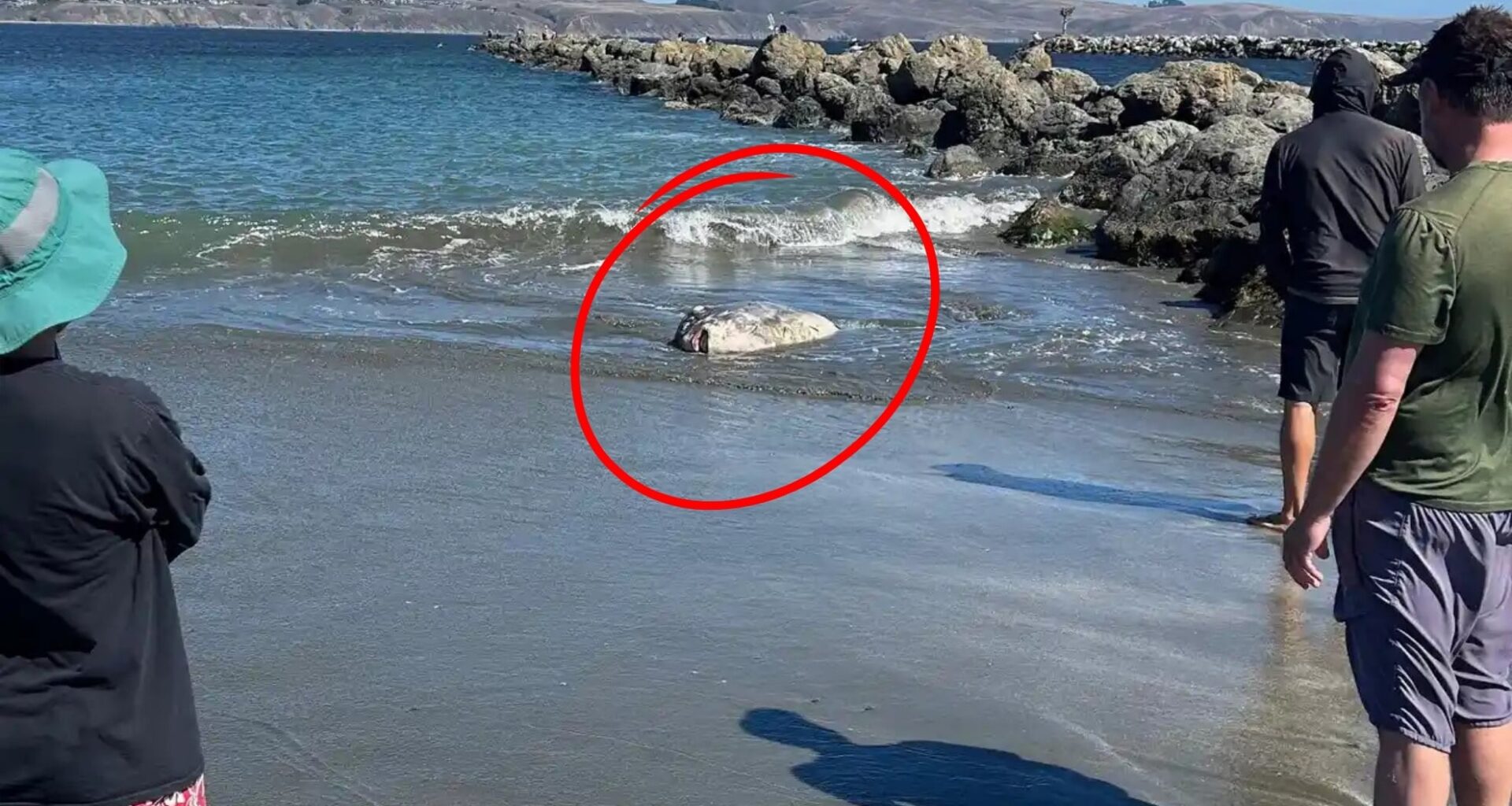 Beachgoers Gather Around The Stranded Fish