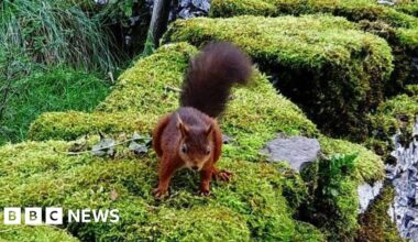 Yorkshire Dales endangered red squirrel colony is thriving