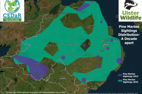 Ulster Wildlife Foundation The map shows the difference in the distribution of pine martens in Northern Ireland between 2012 and 2022. Isolated purple areas represent 2012 and the much denser green areas represent 2022