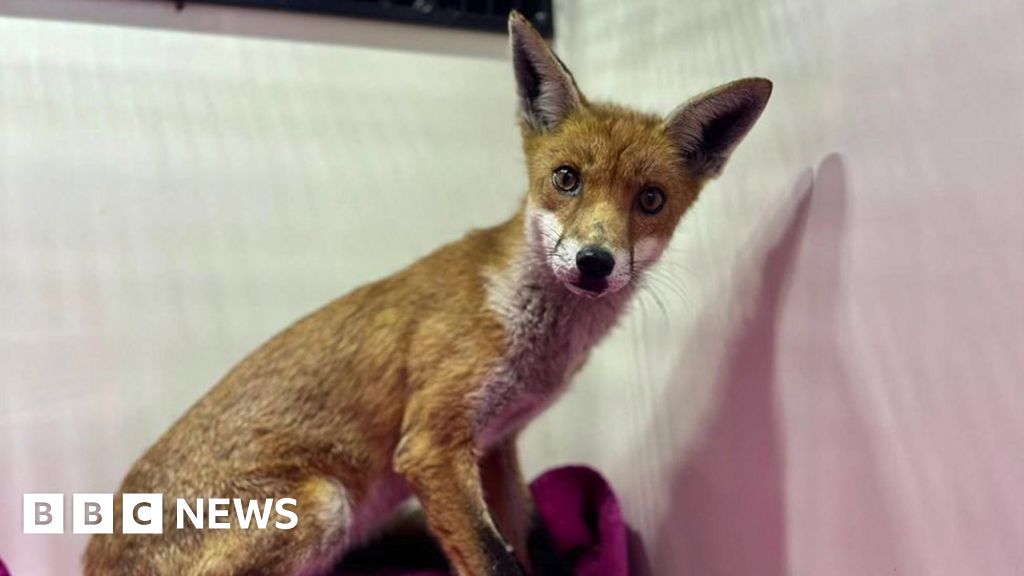 Rescued foxes Wilkin and Willow released into wild in Grimsby