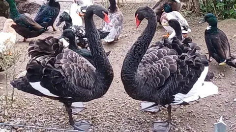 Donald Phillips Two black swans facing each other. Their necks are in a heart shape. There are ducks around them. Behind them is a river. The ground is brown. 