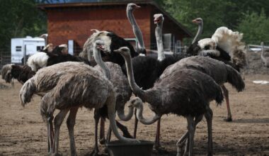 Why is MAGA obsessed with a B.C. ostrich farm?