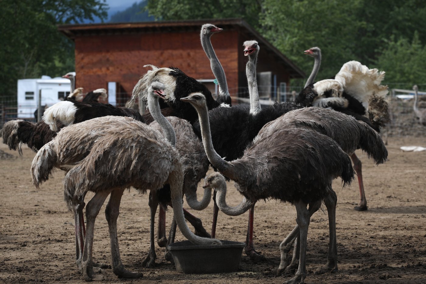 Why is MAGA obsessed with a B.C. ostrich farm?