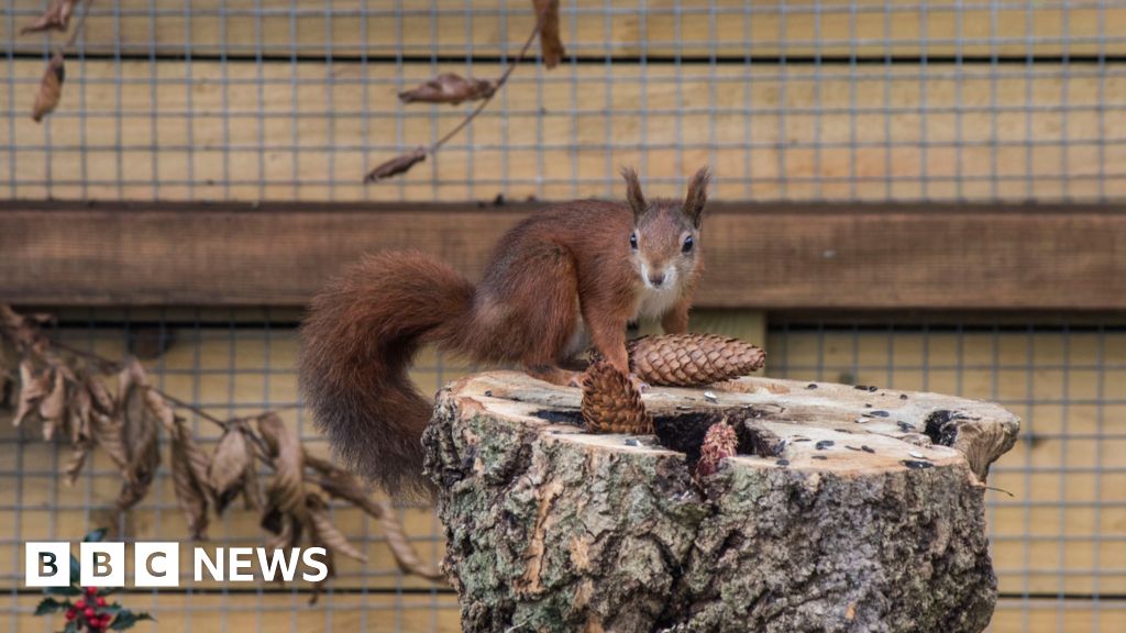 Herefordshire farm park welcomes three red squirrels