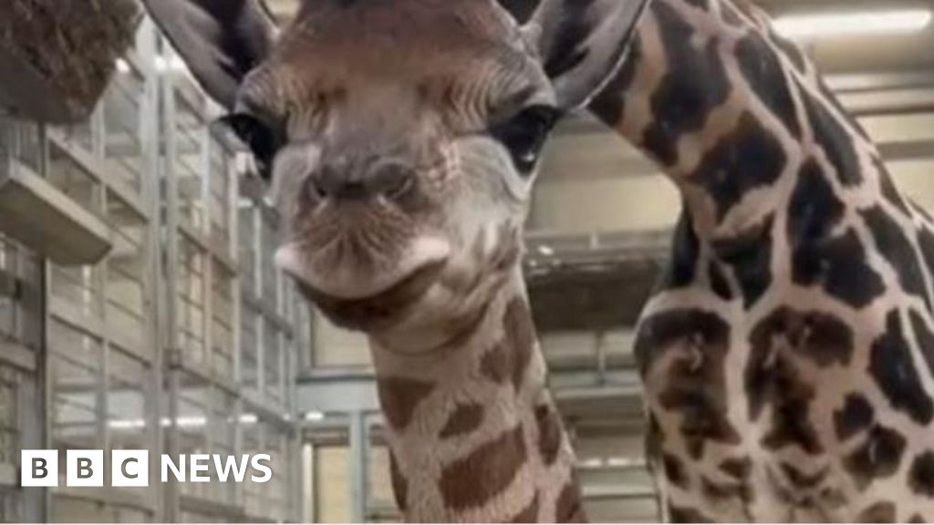 Baby giraffe born at West Midlands Safari Park