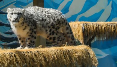 The snow leopard Ling Xiaozhe Photos: VCG