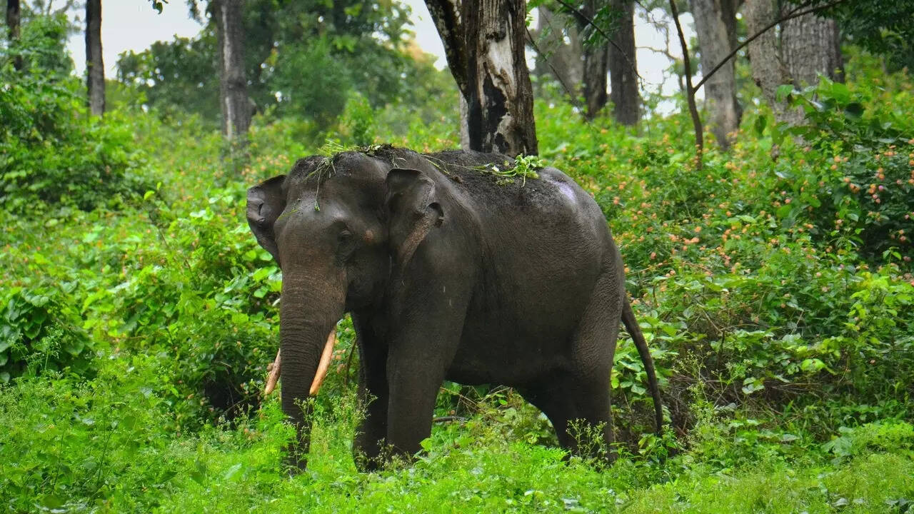 Elephants in Karnataka