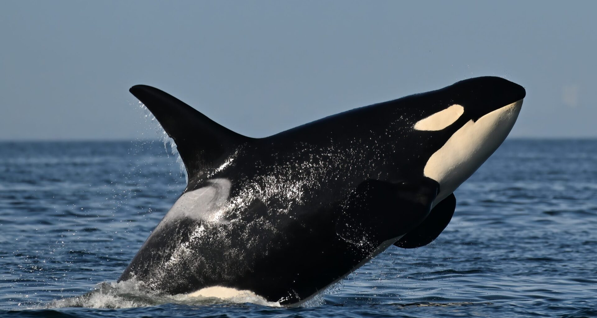 Southern resident killer whales show signs of slow decline toward disappearance