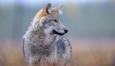 Wolves have returned to Denmark, and not everyone is happy about it