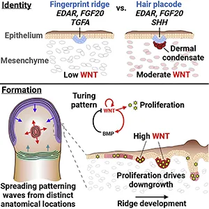 Fingerprint ridges are epithelial structures that undergo a truncated hair follicle developmental program and fail to recruit a mesenchymal condensate. Their spatial pattern is established by a Turing reaction-diffusion system, based on signaling between EDAR, WNT, and antagonistic BMP pathways. Credit: ScienceDirect