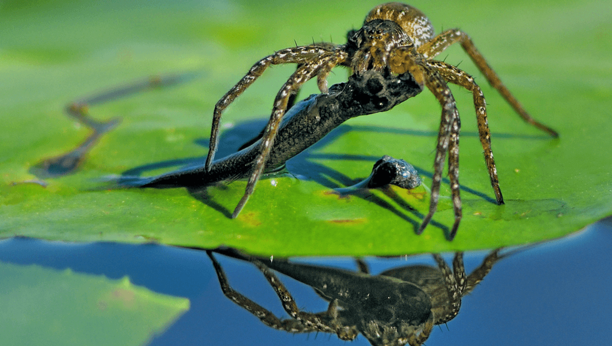 Fish-Hunting Spiders Are Found On Every Continent But Antarctica, And Include Some Of The Rarest In The World