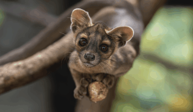 Good News For Conservation: Four Incredibly Cute Fossa Pups Have Been Born At Zoo