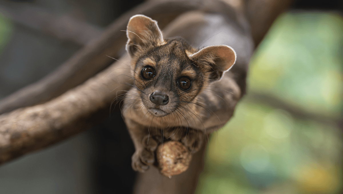 Good News For Conservation: Four Incredibly Cute Fossa Pups Have Been Born At Zoo