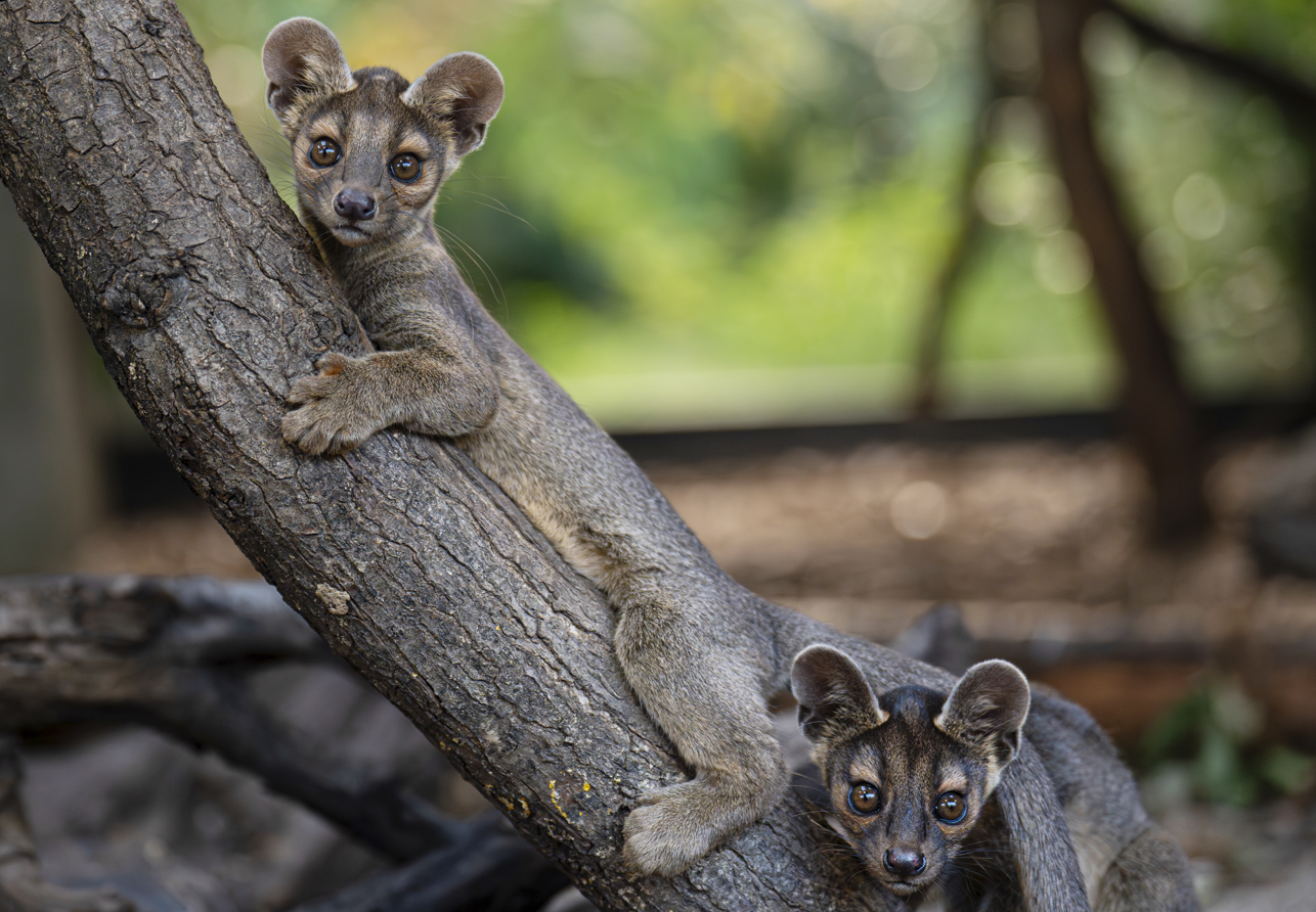 Two fossa pups recently born at Chester Zoo
