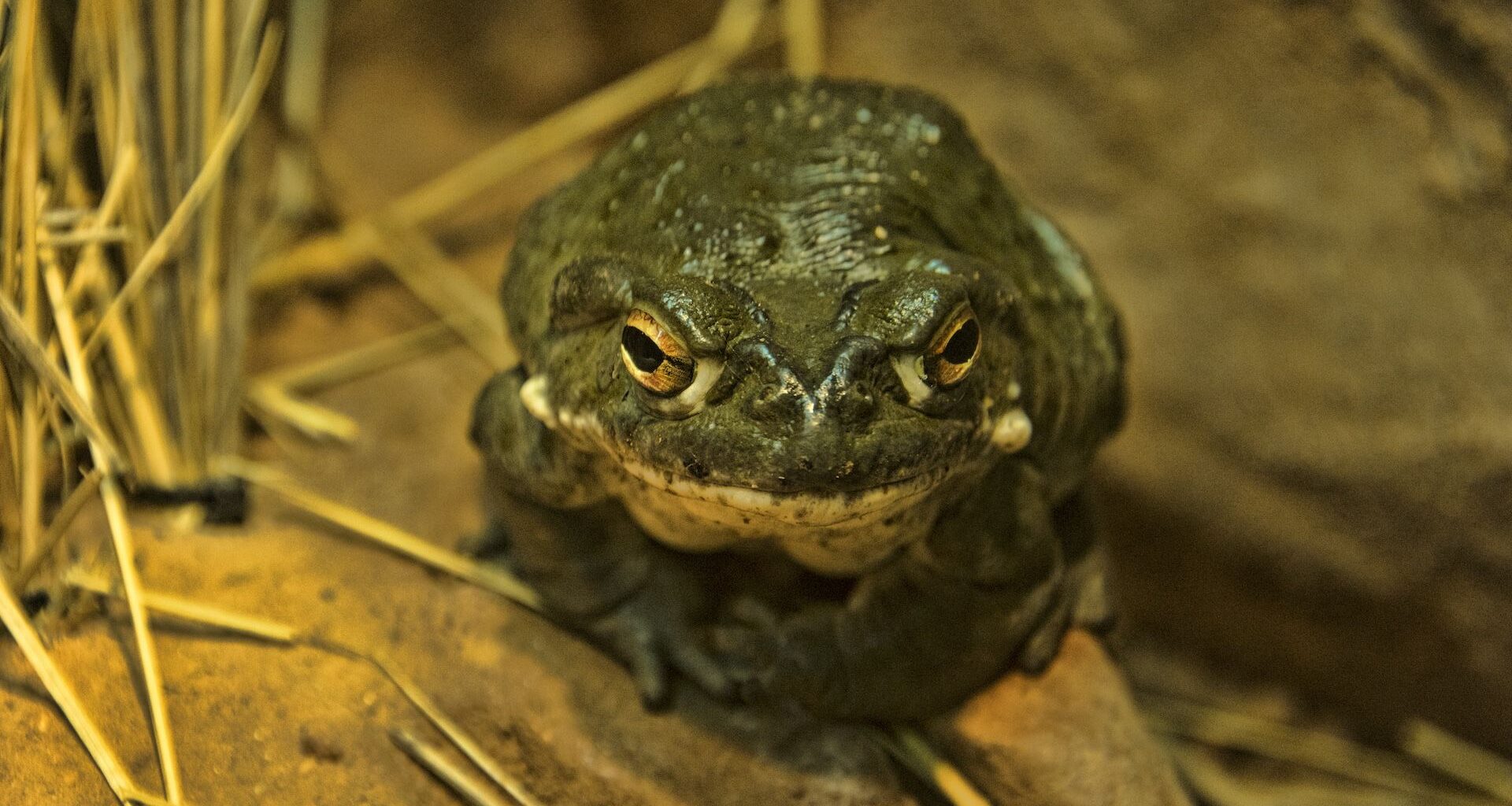 a photo of a Colorado River toad on the ground next to some reeds
