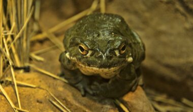 a photo of a Colorado River toad on the ground next to some reeds