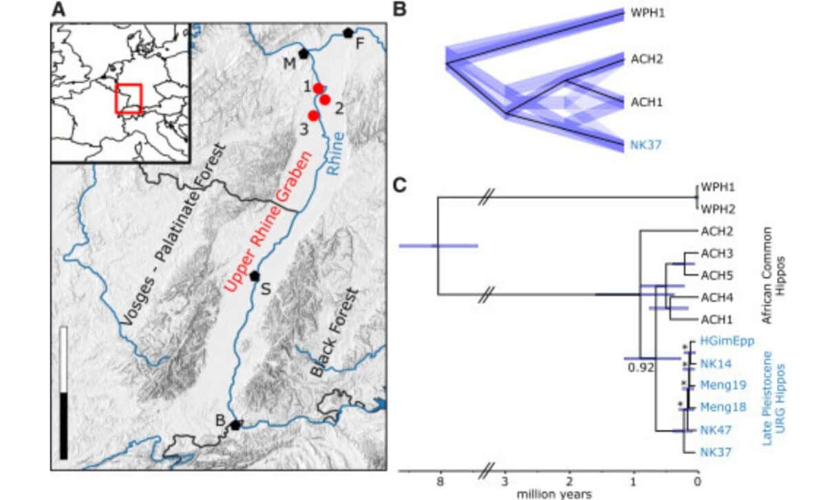 Geographic Origin And Phylogenetic Relationships Of Fossil Hippos From The Upper Rhine Graben