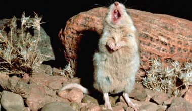 Badass Grasshopper Mouse Howls At The Moon And Is Immune To Scorpion Venom