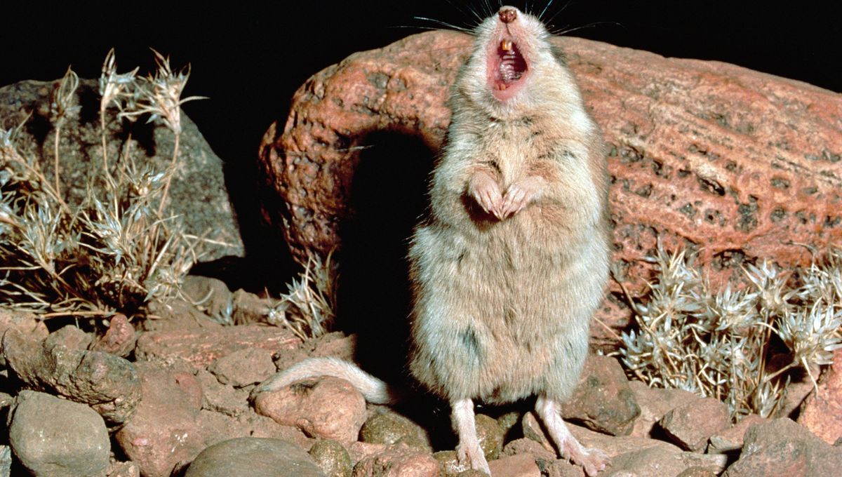Badass Grasshopper Mouse Howls At The Moon And Is Immune To Scorpion Venom