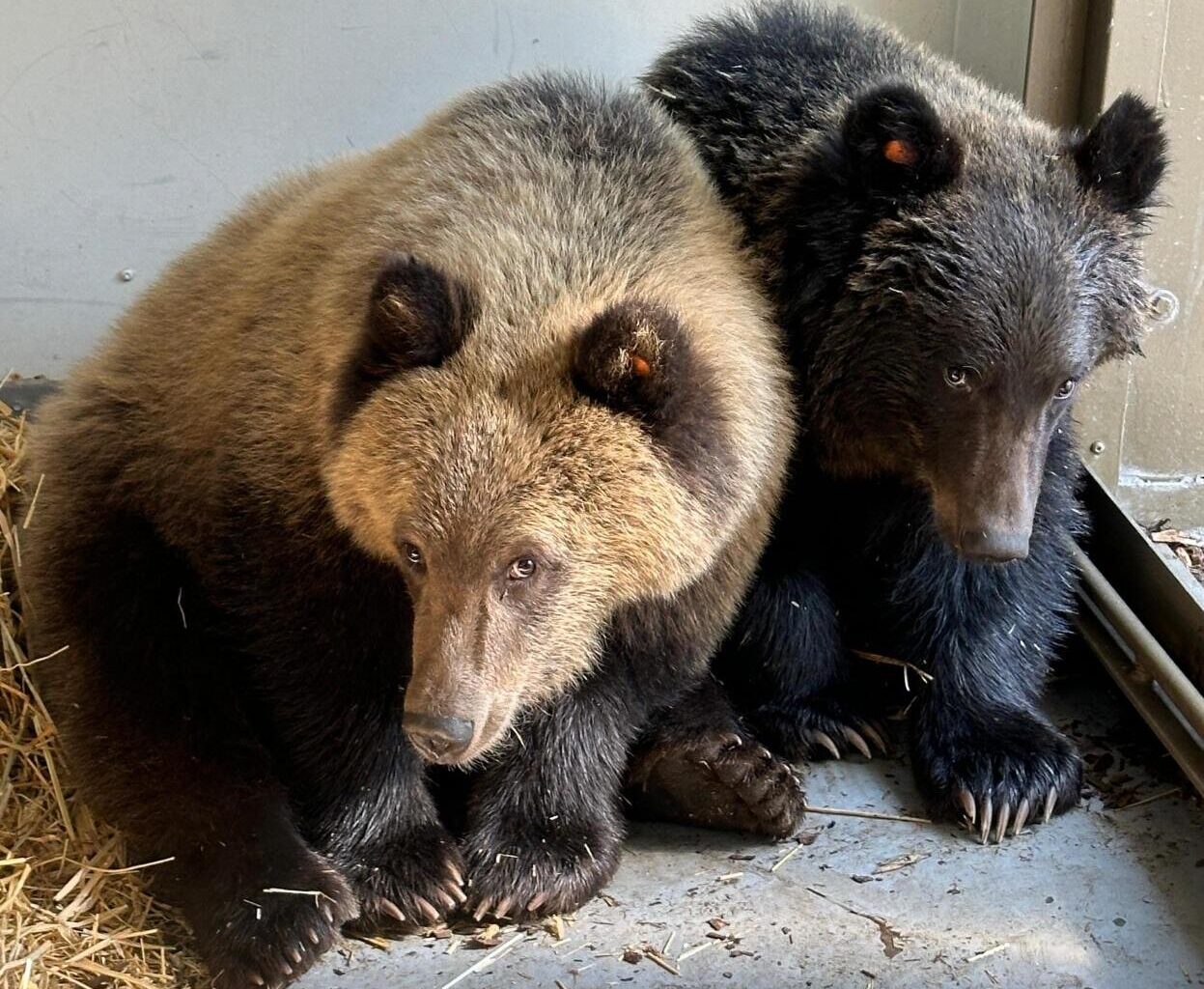 Healing Hearts and Continuing a Legacy: Two Orphaned Grizzlies Find a Home