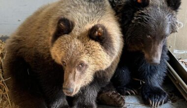 Healing Hearts and Continuing a Legacy: Two Orphaned Grizzlies Find a Home