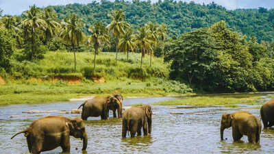 This Indian state has the highest elephant population in India