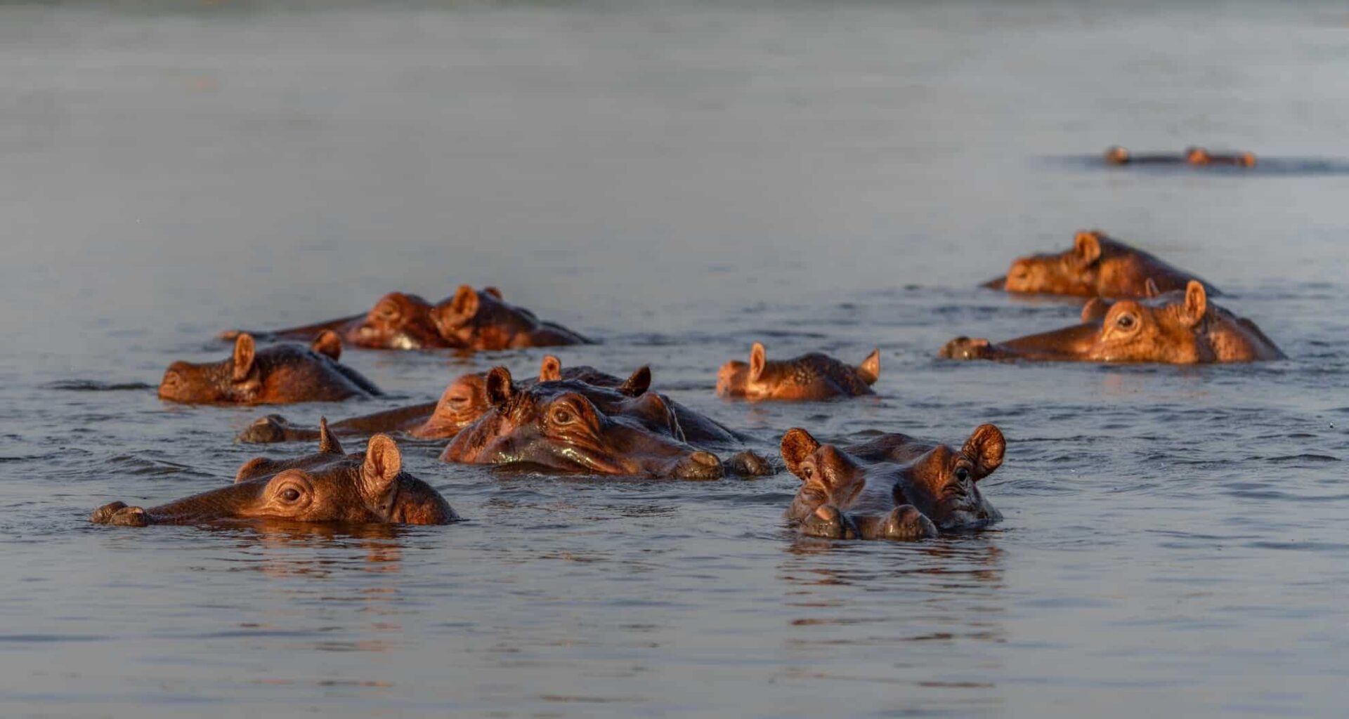 Hippopotamuses In A River