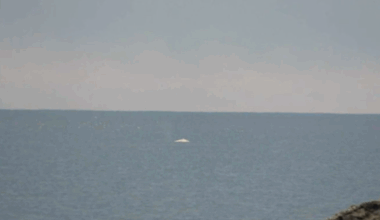 Hopes white whale spotted off New Zealand coast could be elusive Migaloo