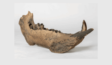 Hippos Hung Around In Europe Way Later Than We Thought