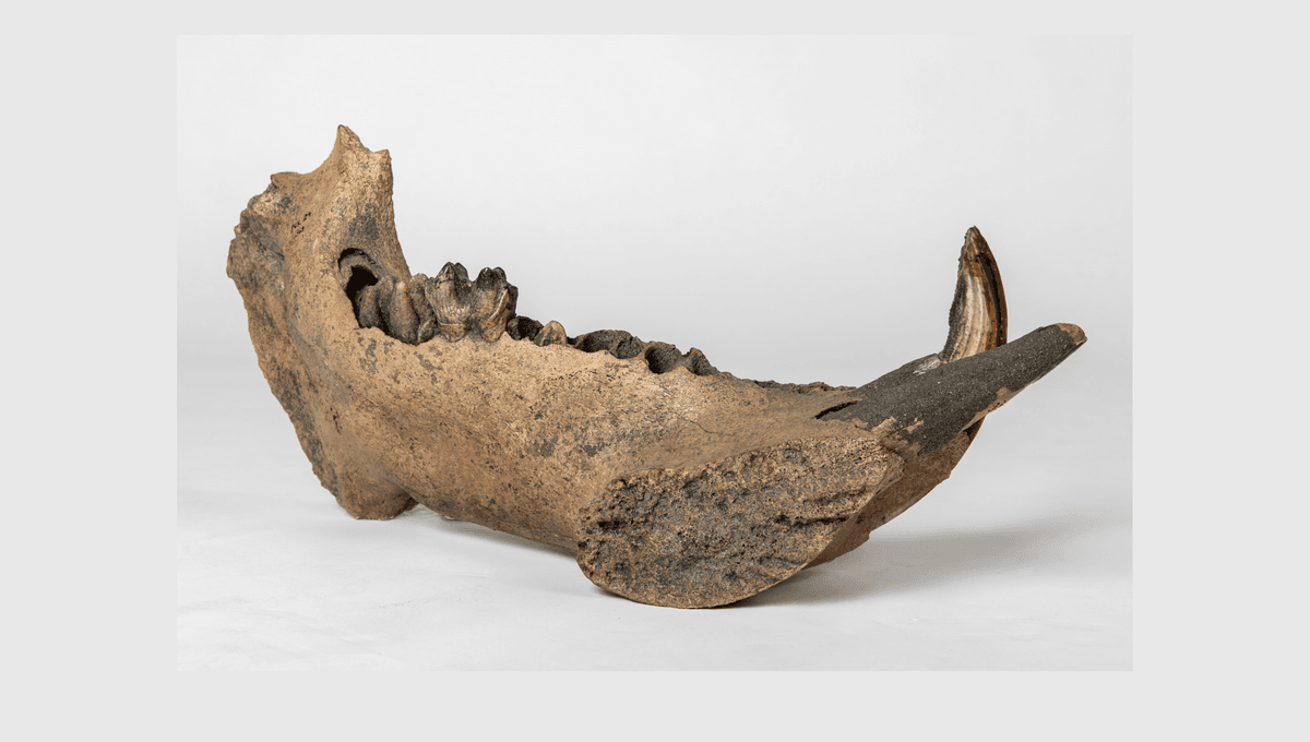 Hippos Hung Around In Europe Way Later Than We Thought