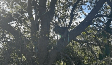 Secret Service finds ‘suspicious’ hunting stand near Air Force One landing zone in Florida