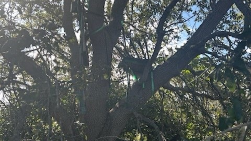 Secret Service finds ‘suspicious’ hunting stand near Air Force One landing zone in Florida