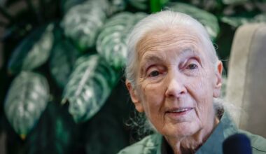 Torontonians mourn loss of Jane Goodall as they remember her work with chimpanzees