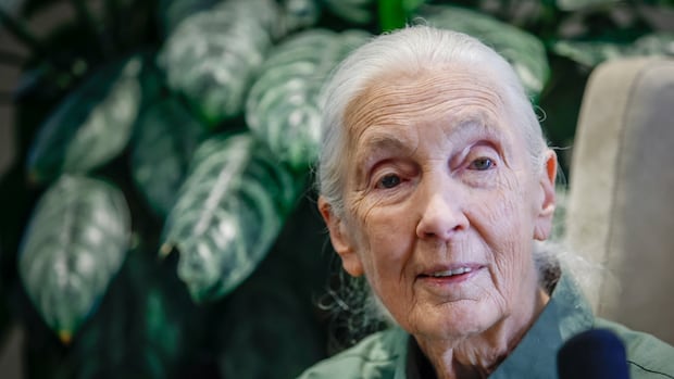 Torontonians mourn loss of Jane Goodall as they remember her work with chimpanzees